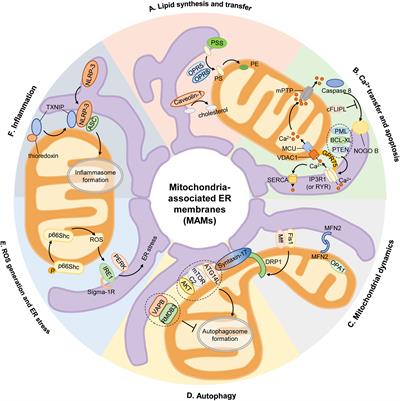 Mitochondria-Associated Endoplasmic Reticulum Membranes in Cardiovascular Diseases